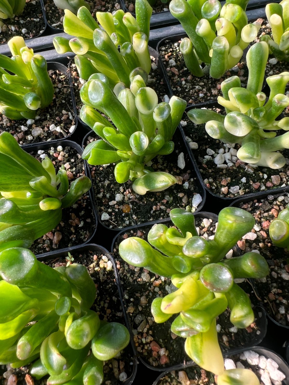 新規オープン記念 クラッスラ ゴーラム錦×50株 多肉植物 エケベリア