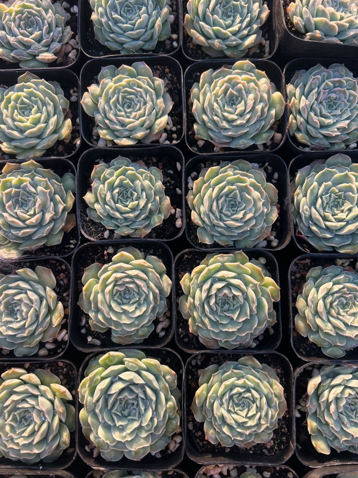 新規オープン記念 ハートチョイス×50株 多肉植物 エケベリア セダム