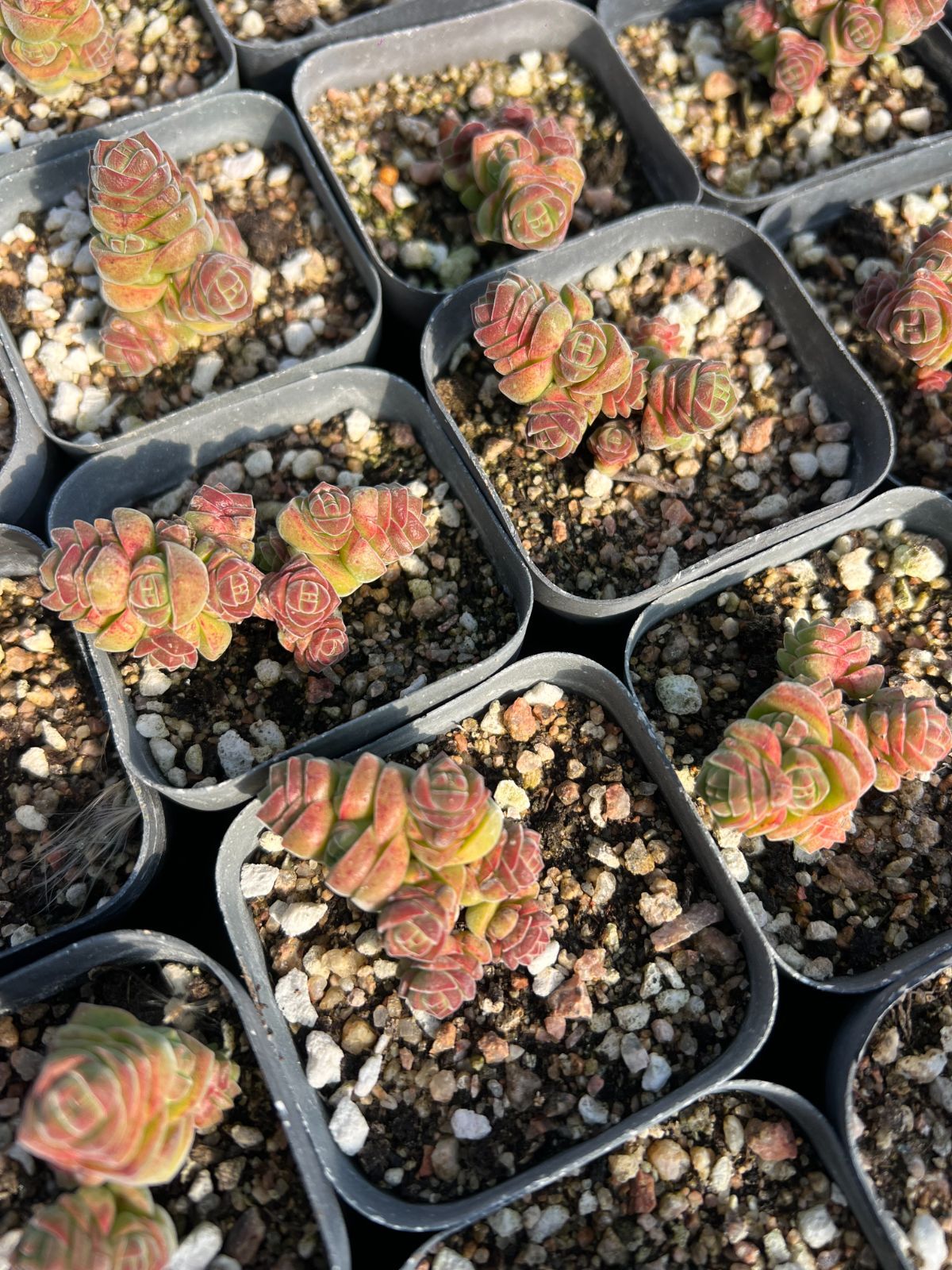 Top【選抜株】多肉植物　26429アエオニウム　レッドフジ24個　鉢無し/脱土 PREMIUM】 抜き苗 アエオニウム 札落ち（紅顔？） 2頭群生 Aeonium sp