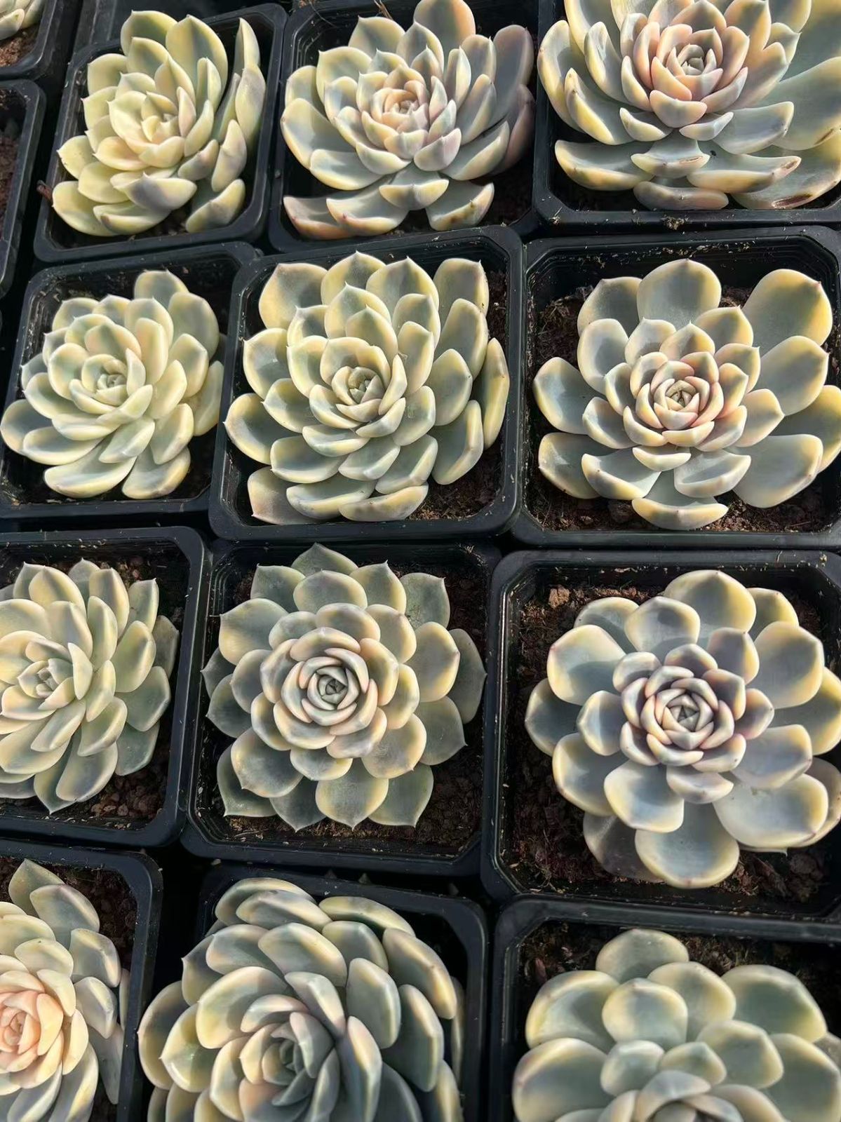 新規オープン記念 タイニーバーガー錦×18株 多肉植物 エケベリア