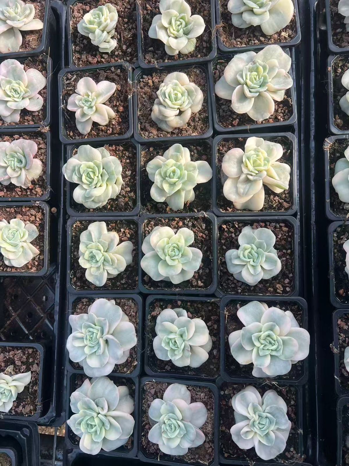 新規オープン記念 ラブリーローズ錦×18株 多肉植物 エケベリア セダム アエオニウム 韓国苗 寄せ植え 詰め合わせ YP 321