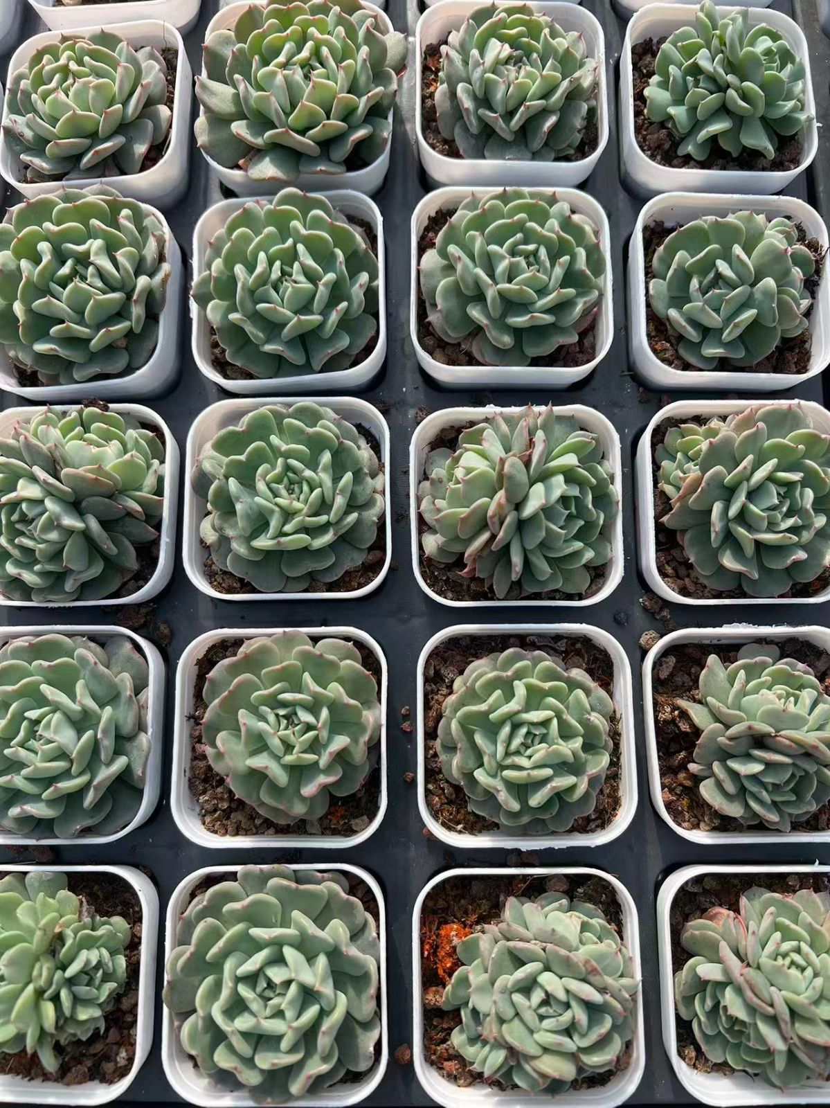 新規オープン記念 グリーンエンジェル×50株 多肉植物 エケベリア セダム アエオニウム 韓国苗 寄せ植え 詰め合わせ YP 324