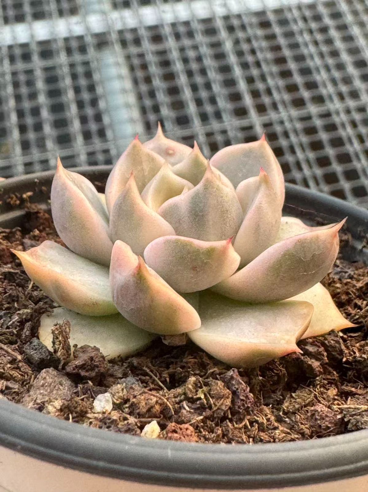 新規オープン記念 ギルバ錦 浅イエロー×18株 多肉植物 エケベリア セダム アエオニウム 韓国苗 寄せ植え 詰め合わせ YP 356