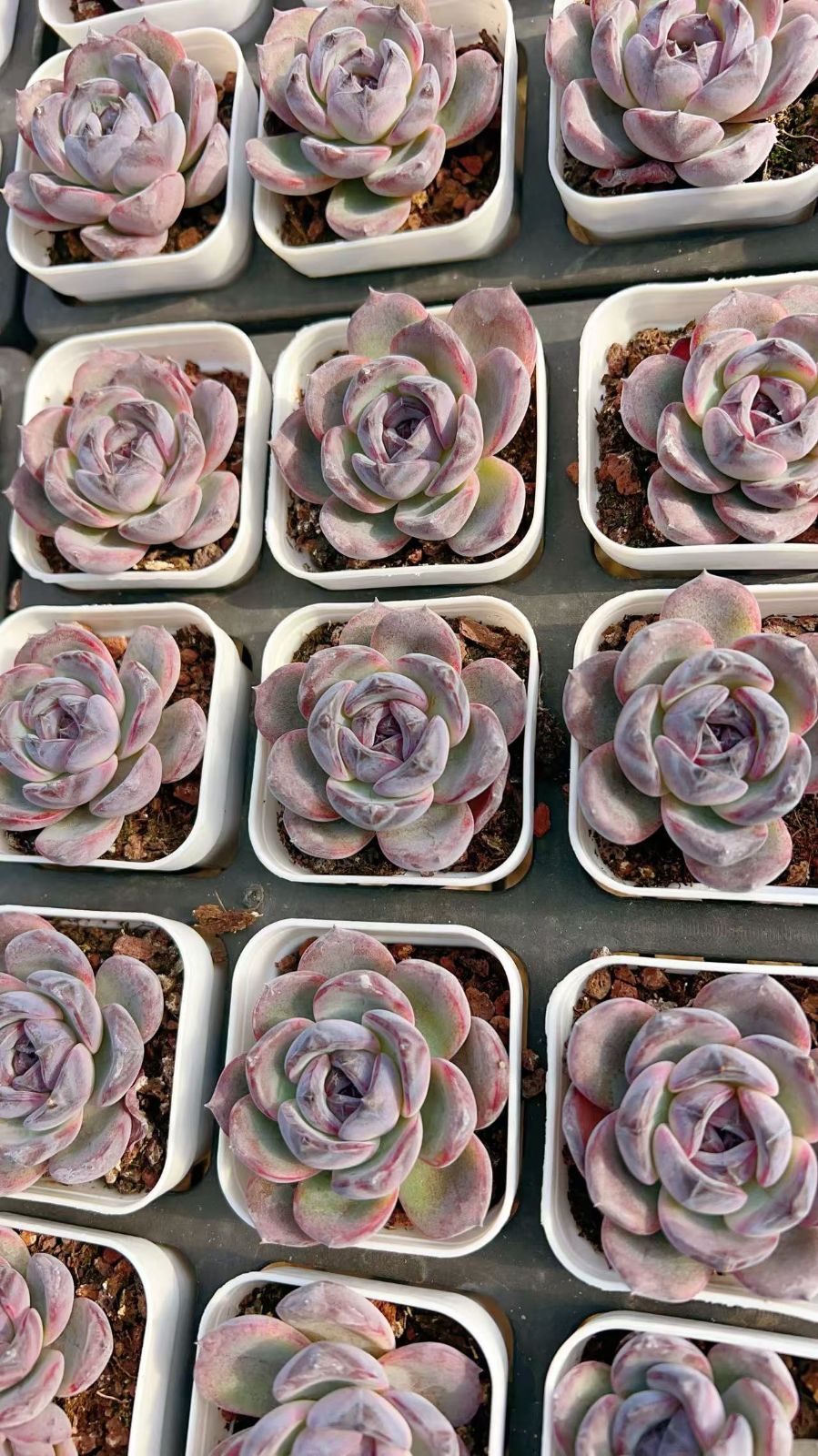 多肉植物 エケベリア