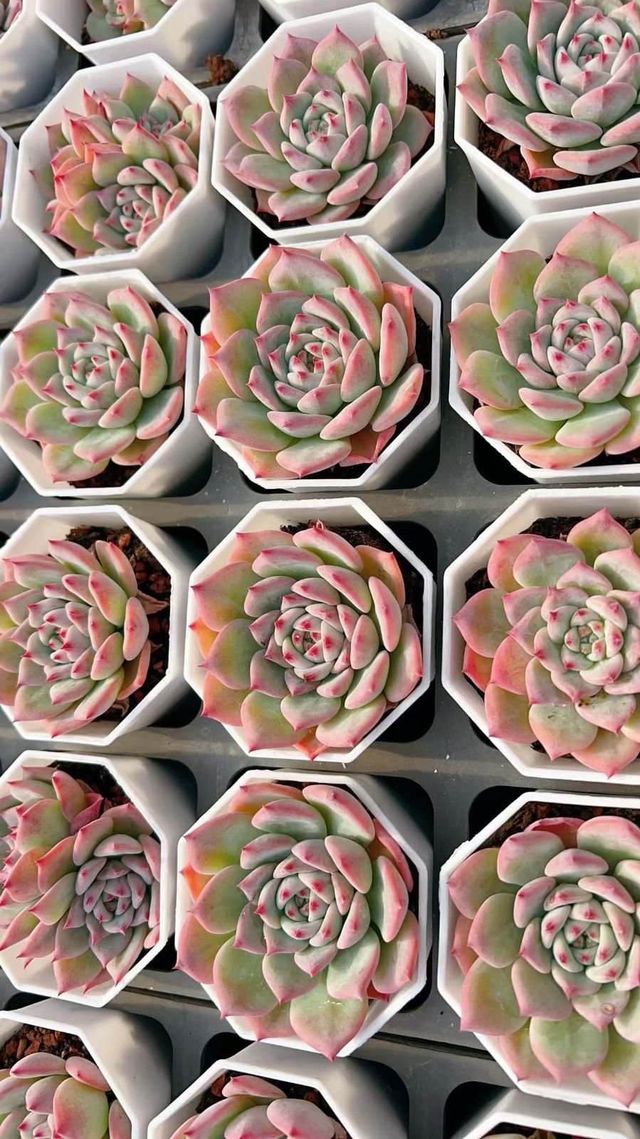 新規オープン記念 AKマリア×60株 多肉植物 エケベリア セダム アエオニウム 韓国苗 寄せ植え 詰め合わせ YP 341