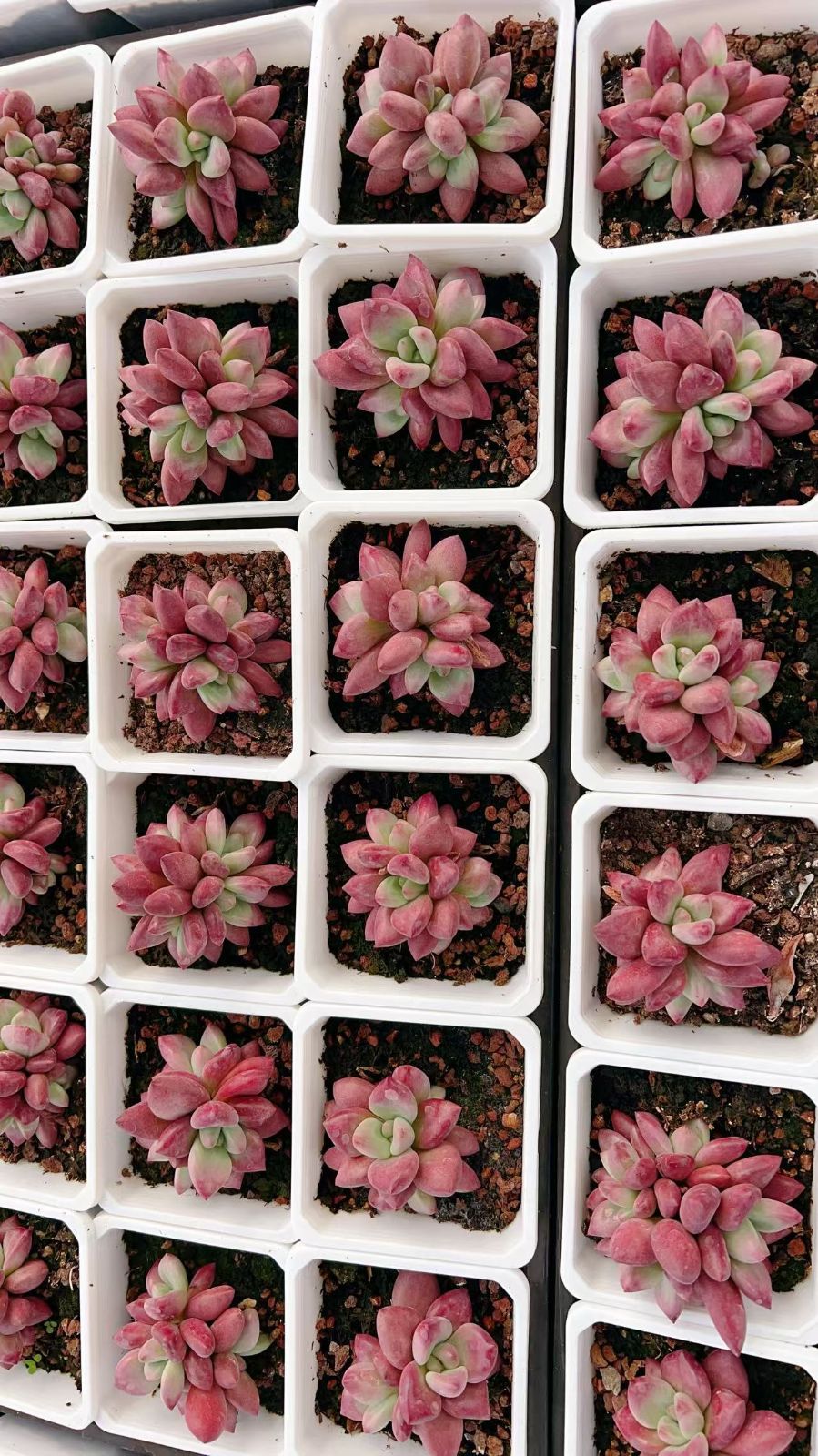新規オープン記念 ピーチ姫群生×18株 多肉植物 エケベリア セダム アエオニウム 韓国苗 寄せ植え 詰め合わせ YP 340