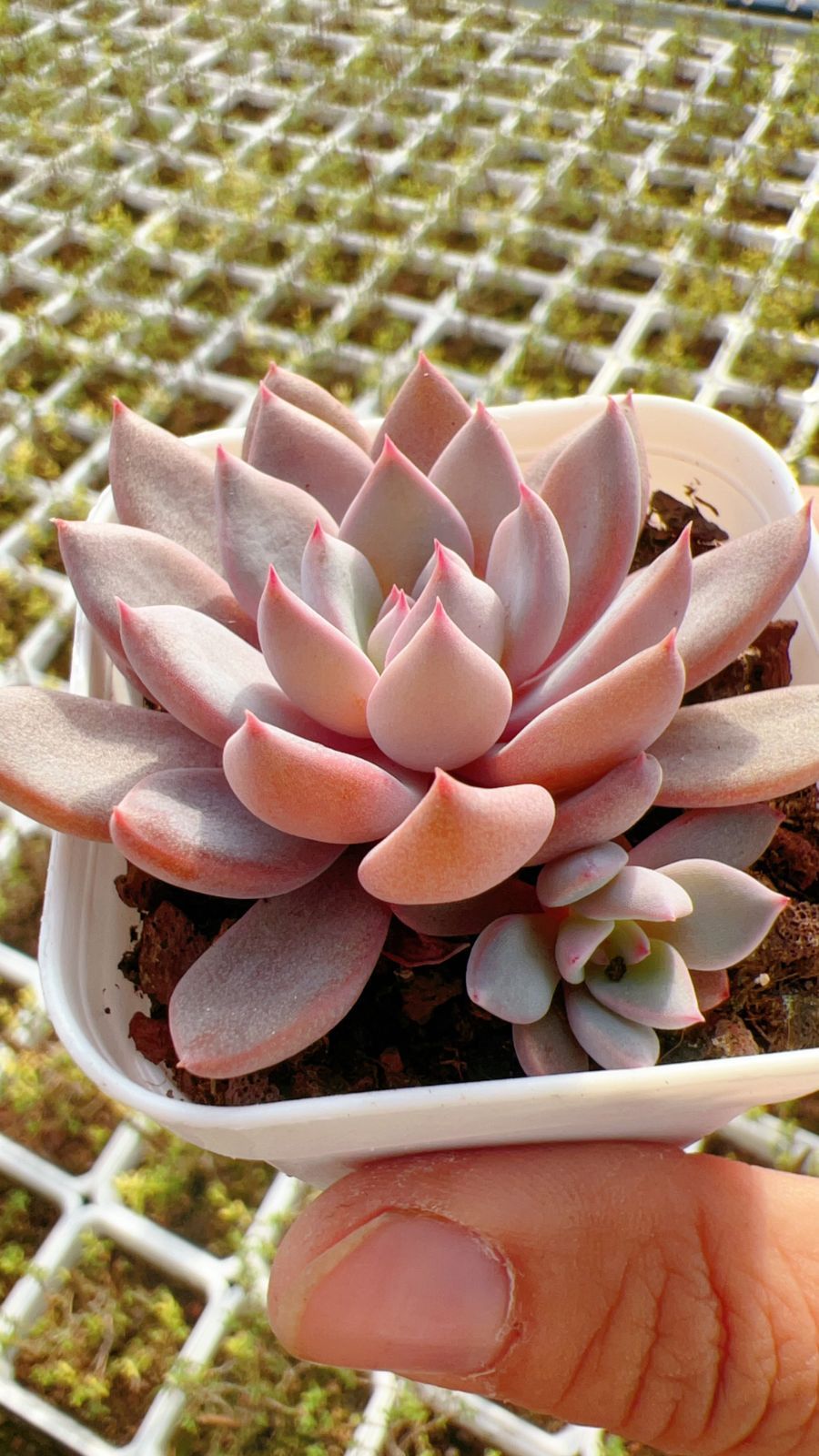 新規オープン記念 ピンクとんぼ 50株 多肉植物 エケベリア セダム アエオニウム 韓国苗 寄せ植え 詰め合わせ YP 330