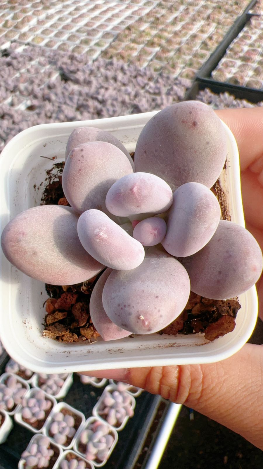 新規オープン記念 バービーミルク 60株 多肉植物 エケベリア セダム アエオニウム 韓国苗 寄せ植え 詰め合わせ YP 333