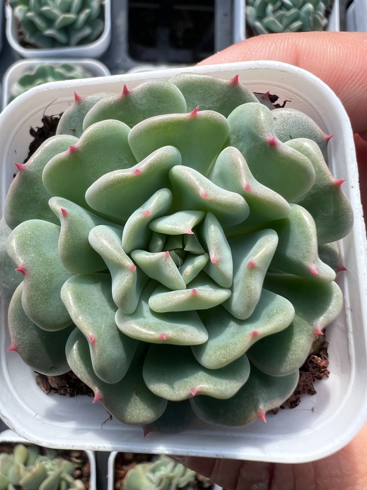 新規オープン記念 グリーンエンジェル×50株 良い 多肉植物 エケベリア