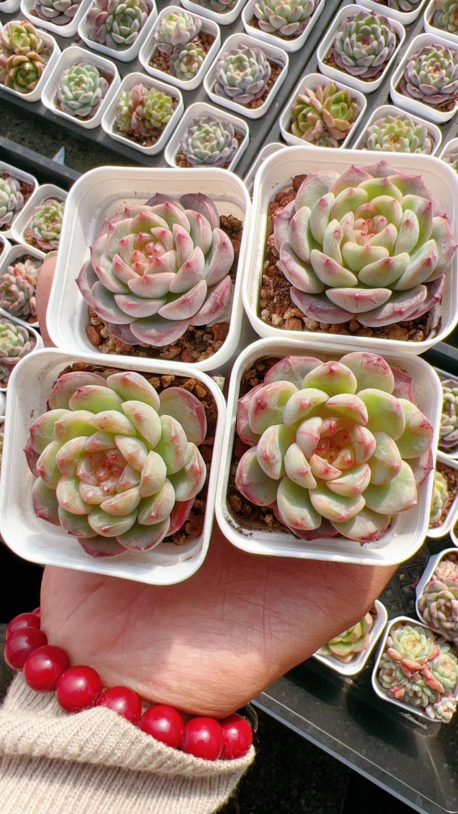 新規オープン記念 グリーンキャンデー×60株 多肉植物 エケベリア セダム アエオニウム 韓国苗 寄せ植え 詰め合わせ YP 337