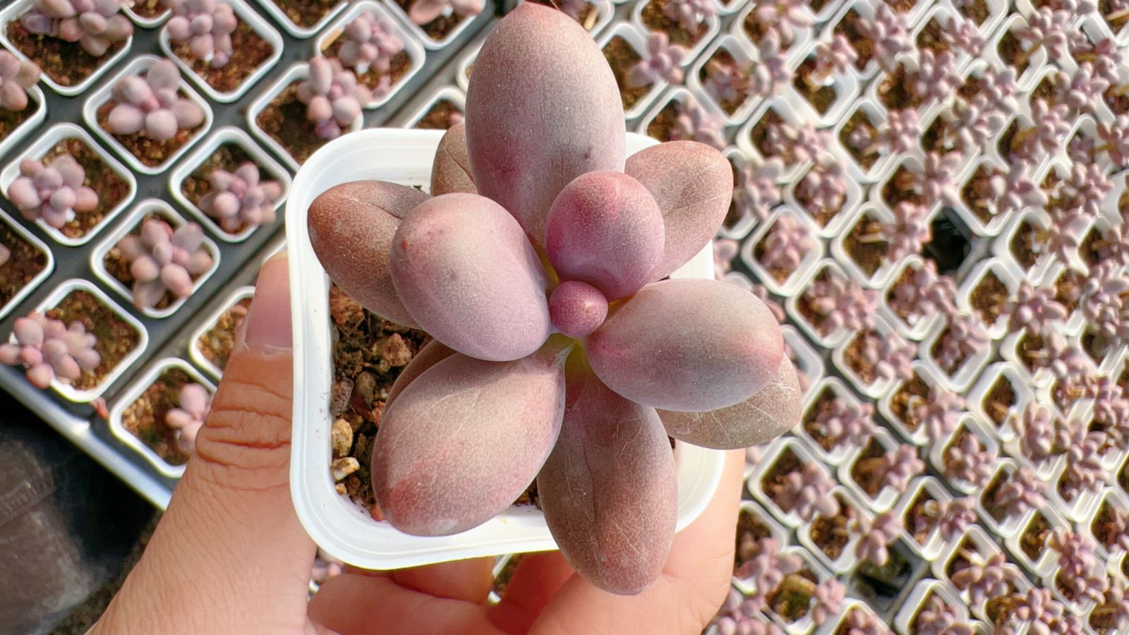 新規オープン記念 キャンディー美人×60株 多肉植物 エケベリア セダム アエオニウム 韓国苗 寄せ植え 詰め合わせ YP 335