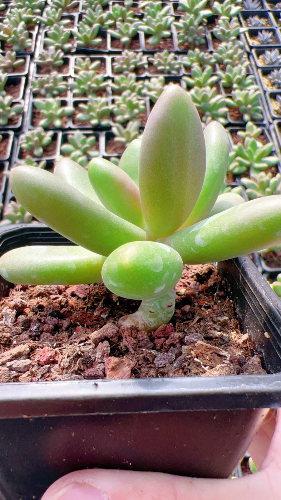 新規オープン記念 マンゴーミルク単頭×18株 多肉植物 エケベリア