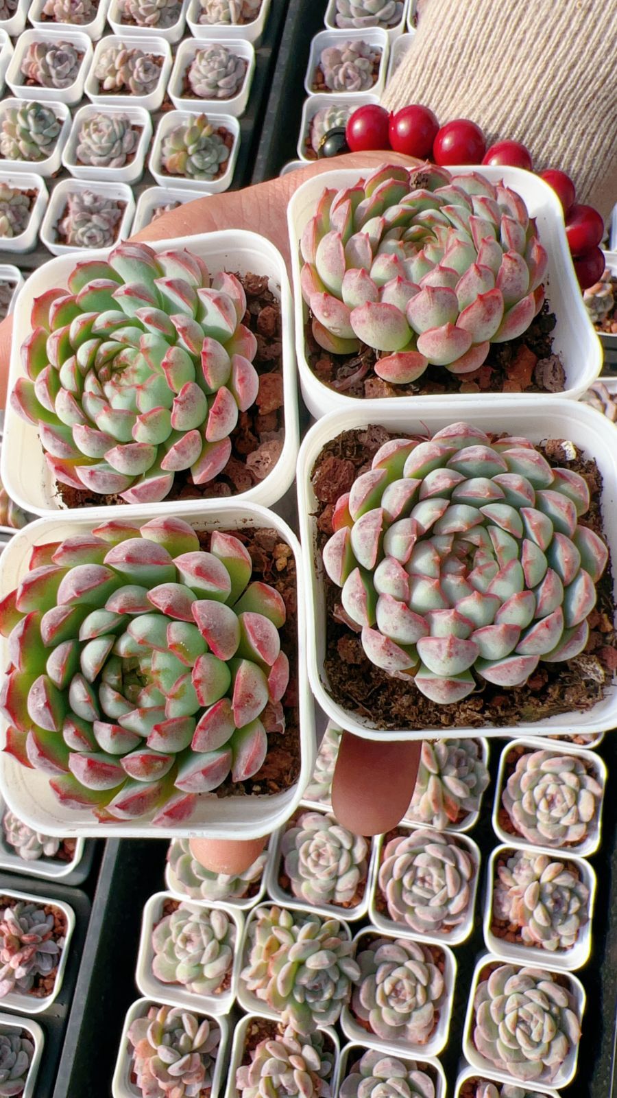 新規オープン記念 ボタン ホーニー 60株 多肉植物 エケベリア セダム アエオニウム 韓国苗 寄せ植え 詰め合わせ YP 332