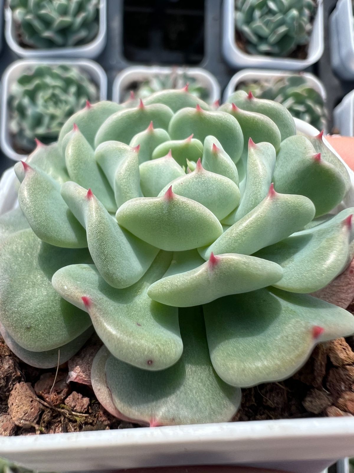 新規オープン記念 グリーンエンジェル×50株 良い 多肉植物 エケベリア