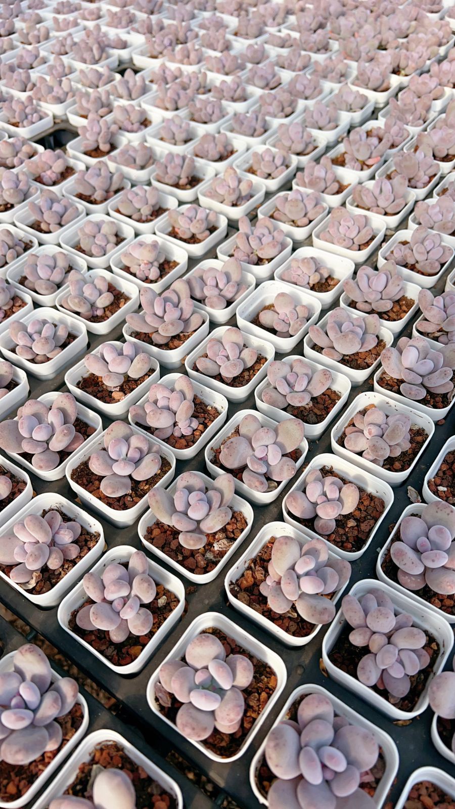 新規オープン記念 バービーミルク 60株 多肉植物 エケベリア セダム アエオニウム 韓国苗 寄せ植え 詰め合わせ YP 333