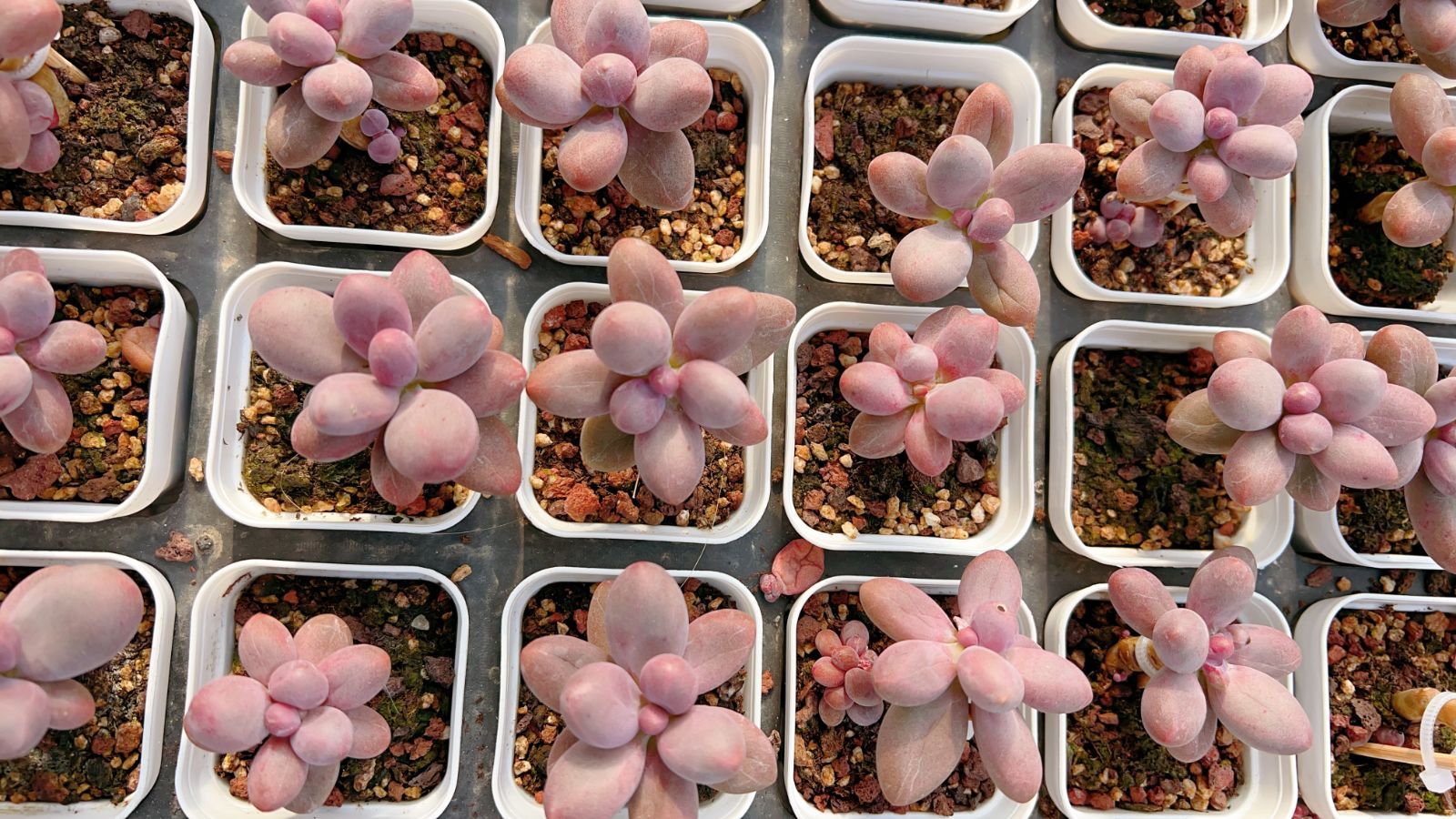 新規オープン記念 キャンディー美人×60株 多肉植物 エケベリア セダム アエオニウム 韓国苗 寄せ植え 詰め合わせ YP 335