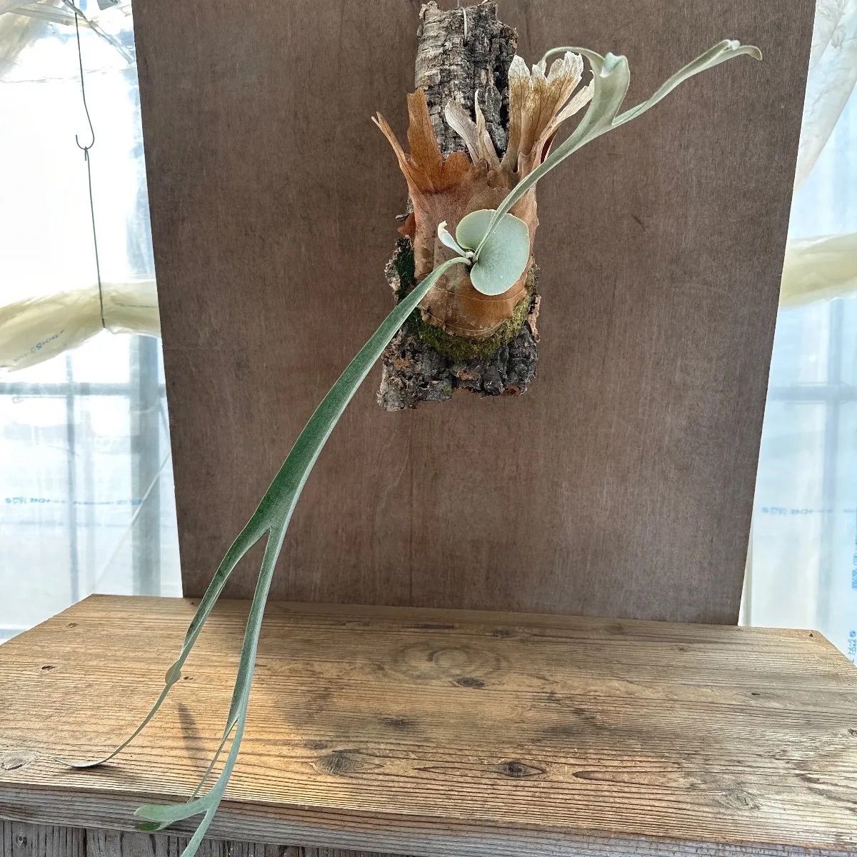 コウモリラン ピューチャン Platycerium pewchan ビカクシダ 麋角羊歯 プラティケリウム 現品 ベイチー ウィリンキー 観葉植物 観葉 植物 珍奇植物 珍奇 珍しい ハンギング インテリア プレゼント おしゃれ