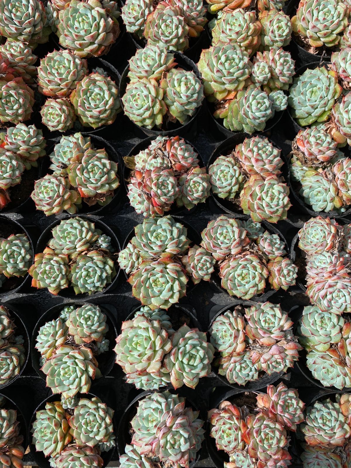 オープン記念 パンダフェイス 50株セット 抜き苗 美苗 エケベリア 多肉植物 佐川発送 ZZ 65