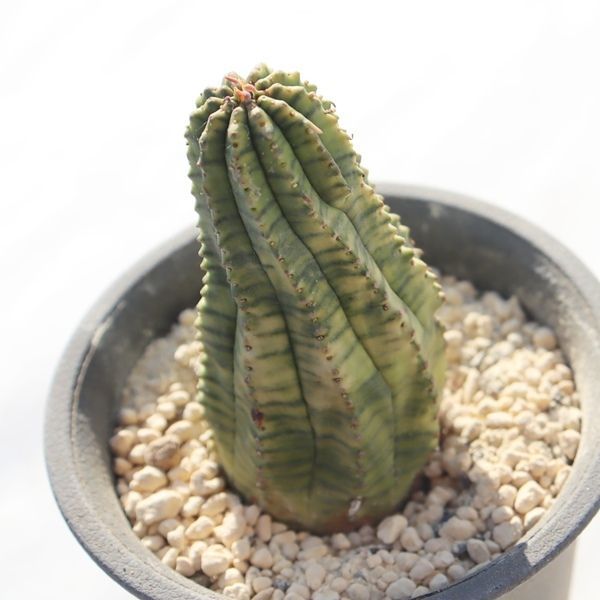 オベサ錦 ユーフォルビア euphorbia obesa variegata 多肉植物 斑入り 多肉植物通販 ユーフォルビア販売 ベランダガーデン ビザールプランツ ドライガーデン コーデックス