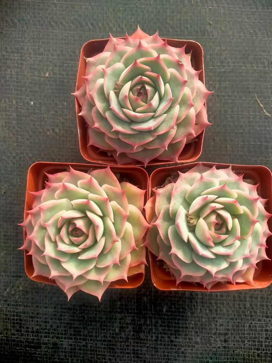 Z49×48苗 ピンクフェニックス 新入荷 抜き苗 多肉植物 詰め合わせ