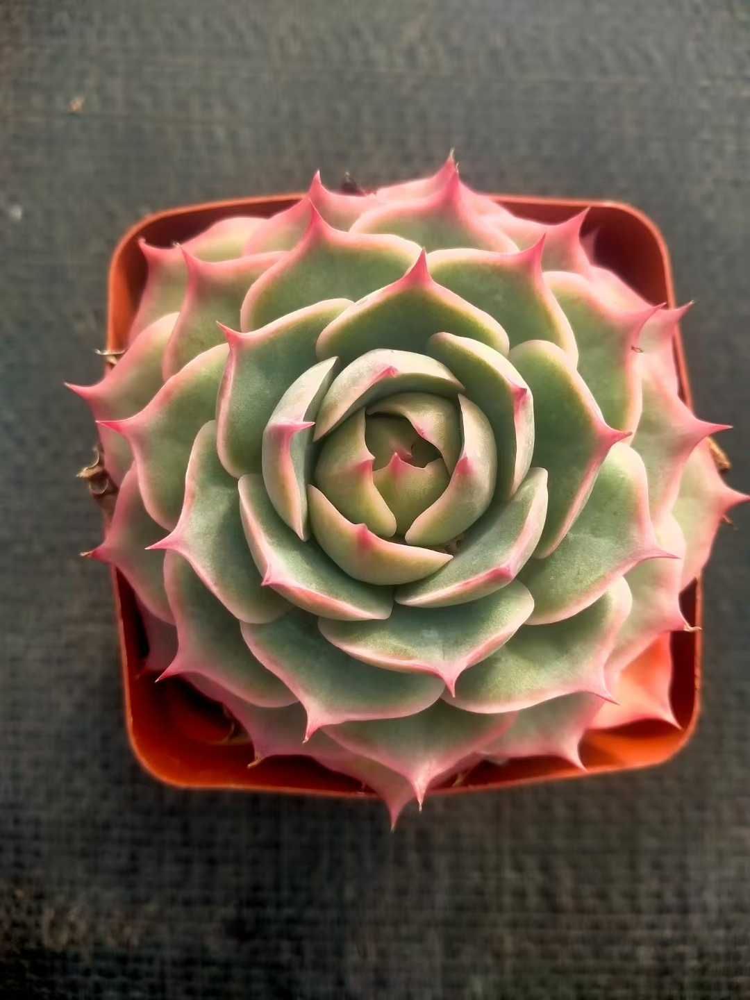 Z49×48苗 ピンクフェニックス 新入荷 抜き苗 多肉植物 詰め合わせ