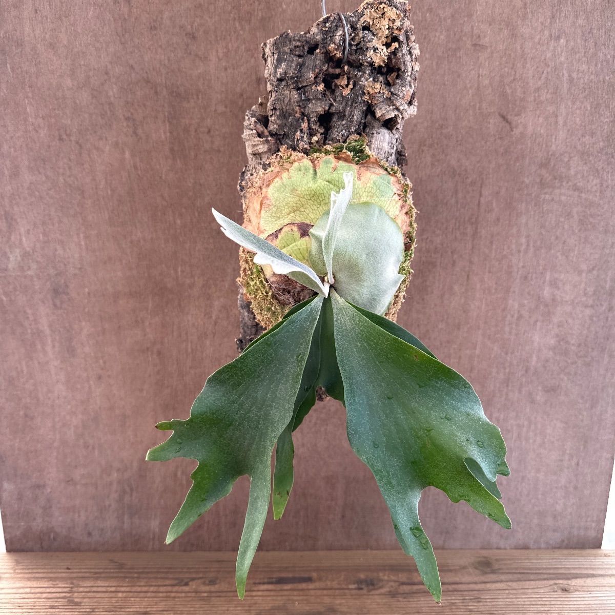 ☆コウモリラン アルシコルネ ⑧ Platycerium alcicorneビカクシダ 麋