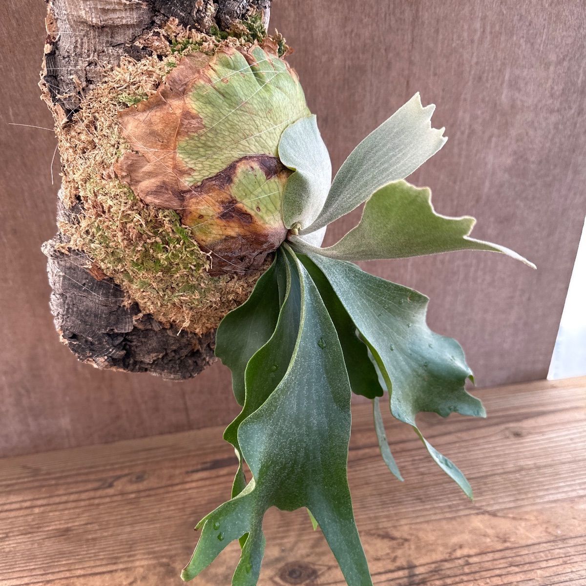 ☆コウモリラン アルシコルネ ⑧ Platycerium alcicorneビカクシダ 麋