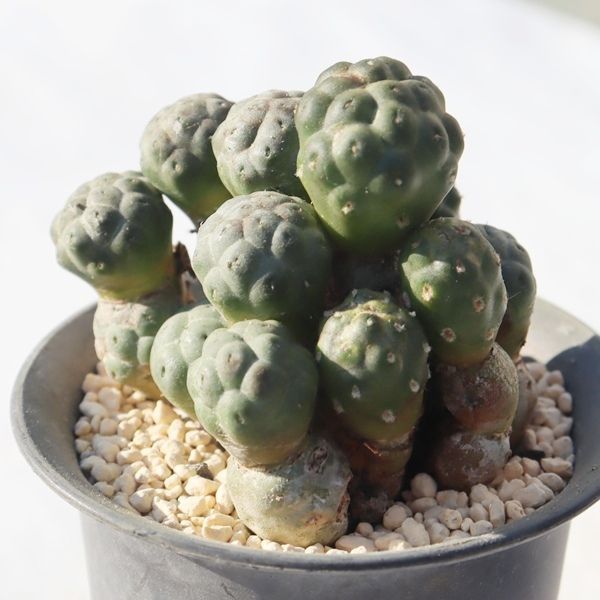 プナ ボンニエアエ テフロカクタス Tephrocactus puna bonnieae 多肉植物 サボテン テフロカクタス通販 サボテン通販 多肉植物販売 ドライガーデン ビザールプランツ カクタス