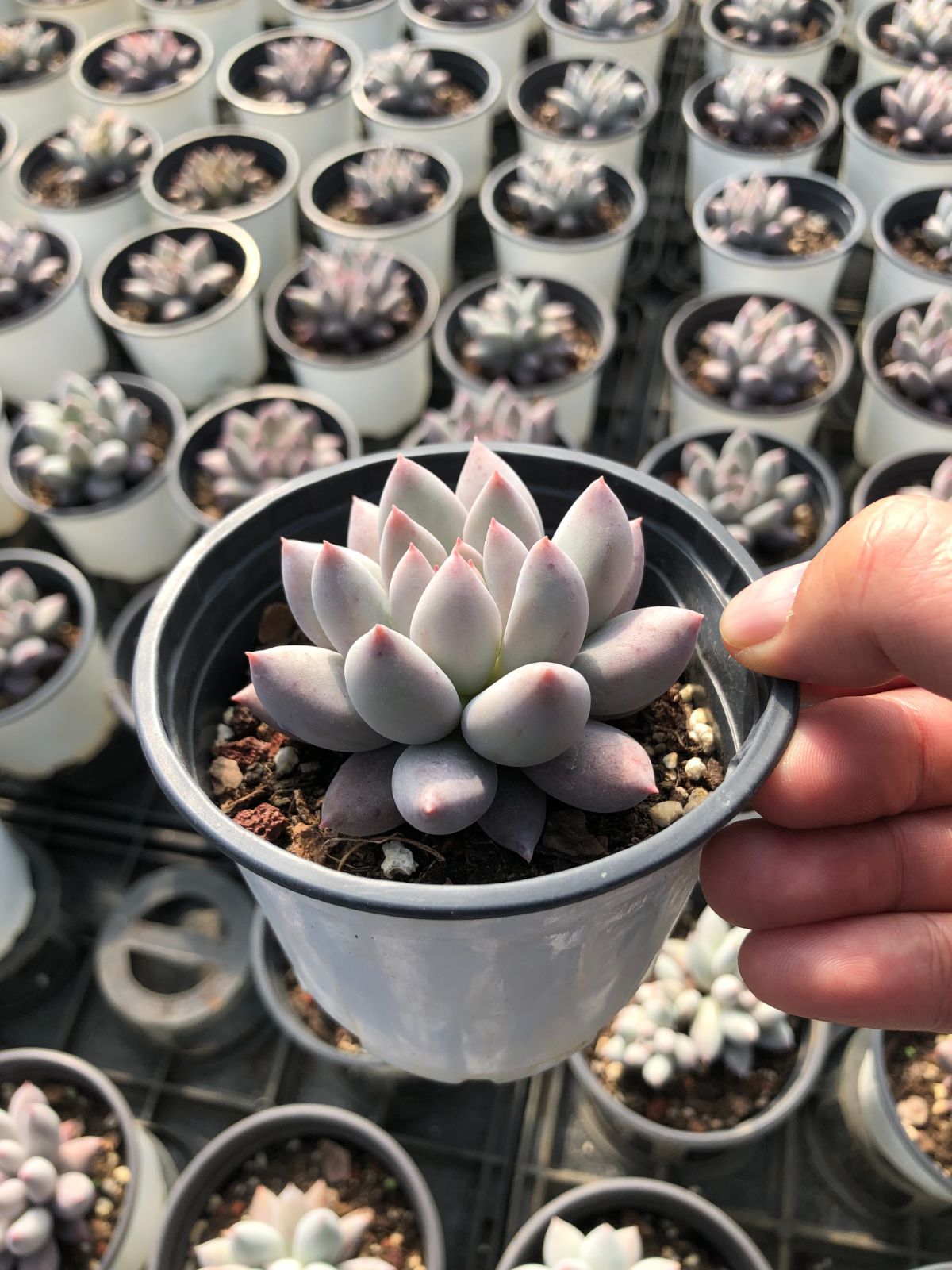 Z55×50苗 ソロモン 新入荷 抜き苗 多肉植物 詰め合わせ アエオニウム