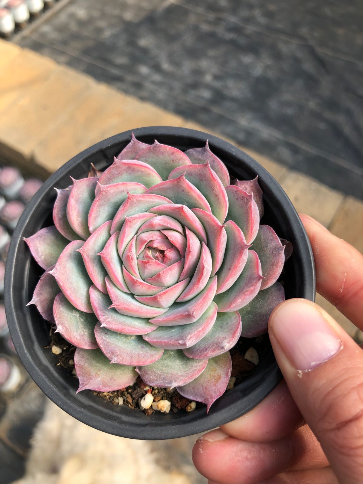 Z57×50苗 ピンクムーンライト 新入荷 抜き苗 多肉植物 詰め合わせ