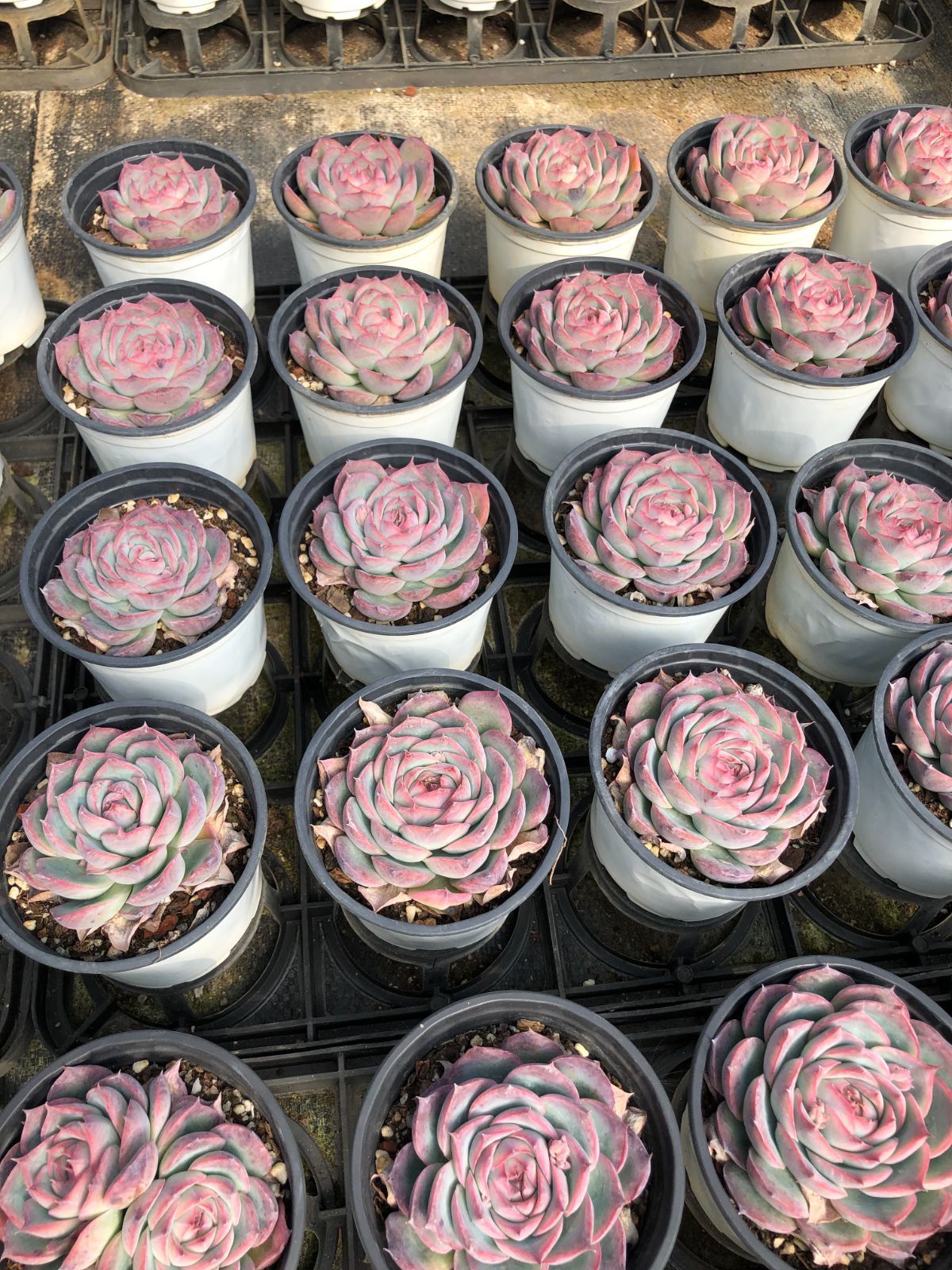 Z57×50苗 ピンクムーンライト 新入荷 抜き苗 多肉植物 詰め合わせ