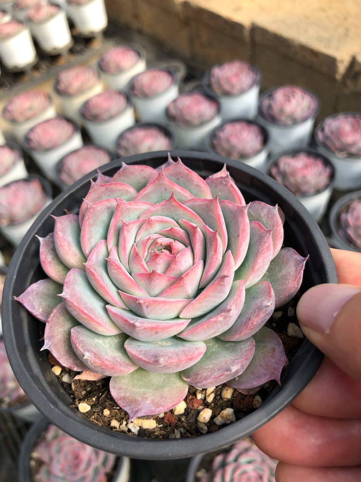 Z57×50苗 ピンクムーンライト 新入荷 抜き苗 多肉植物 詰め合わせ