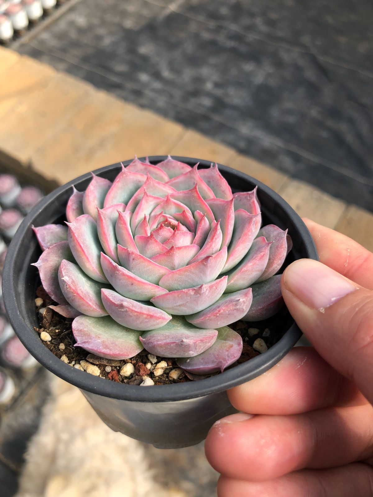 Z57×50苗 ピンクムーンライト 新入荷 抜き苗 多肉植物 詰め合わせ