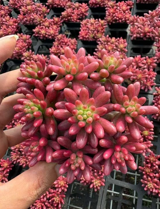 Z60×32苗 虹の玉錦 新入荷 抜き苗 多肉植物 詰め合わせ アエオニウム