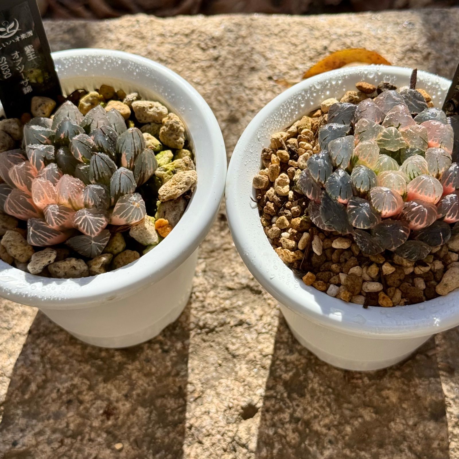 ドドソンオブツーサ錦H 1867 紫王オブツーサ錦S 1030