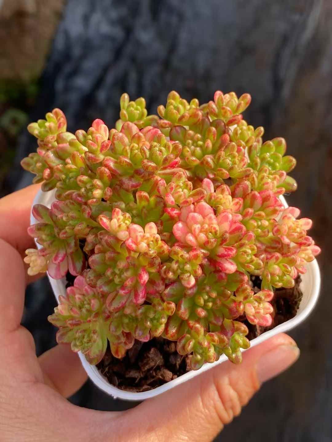 新規オープン記念 小人祭り錦×24株 多肉植物 エケベリア セダム