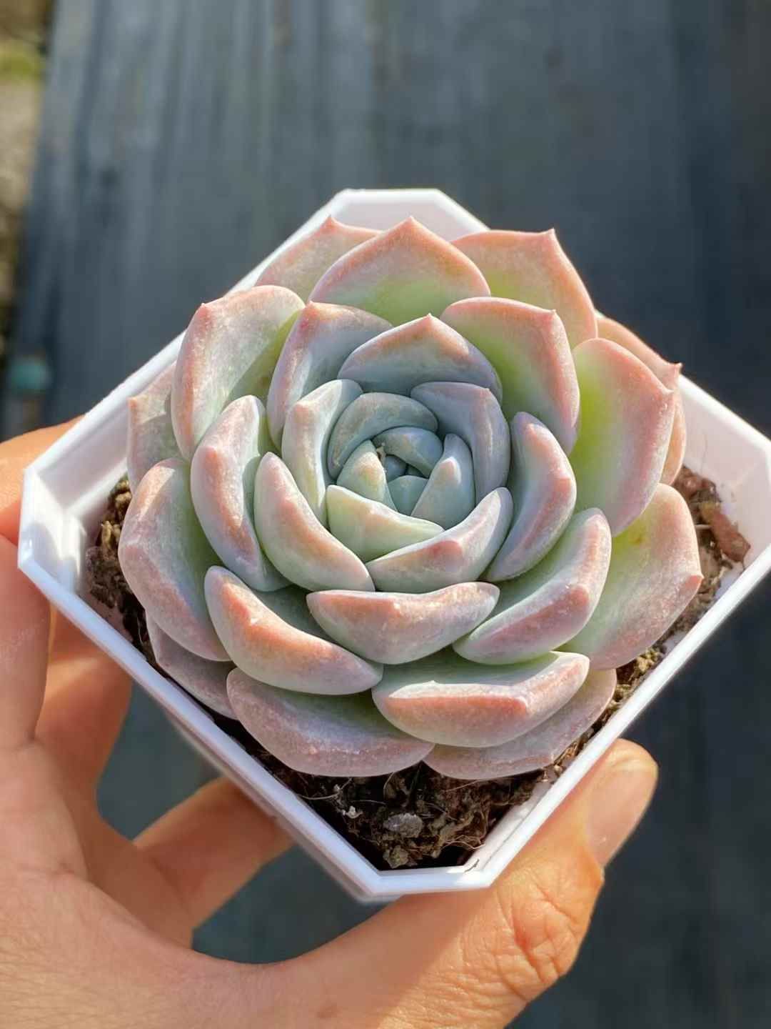 新規オープン記念 ヤマユキ×50株 多肉植物 エケベリア セダム アエオニウム 韓国苗 寄せ植え 詰め合わせ QS 1022