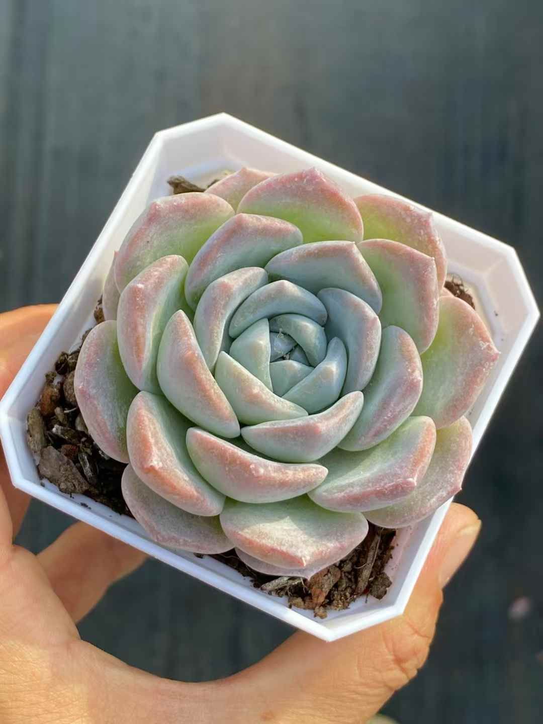 新規オープン記念 ヤマユキ×50株 多肉植物 エケベリア セダム アエオニウム 韓国苗 寄せ植え 詰め合わせ QS 1022