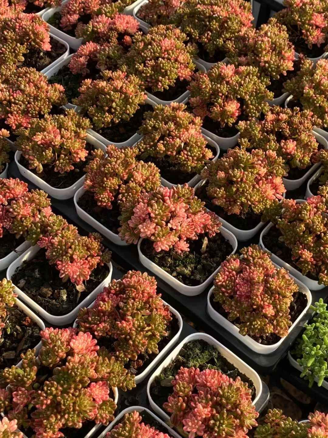 新規オープン記念 小人祭り錦×24株 多肉植物 エケベリア セダム