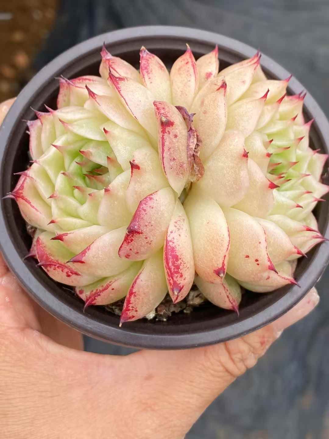 新規オープン記念 鳳の火×30株 多肉植物 エケベリア セダム アエオニウム 韓国苗 寄せ植え 詰め合わせ QS 1034