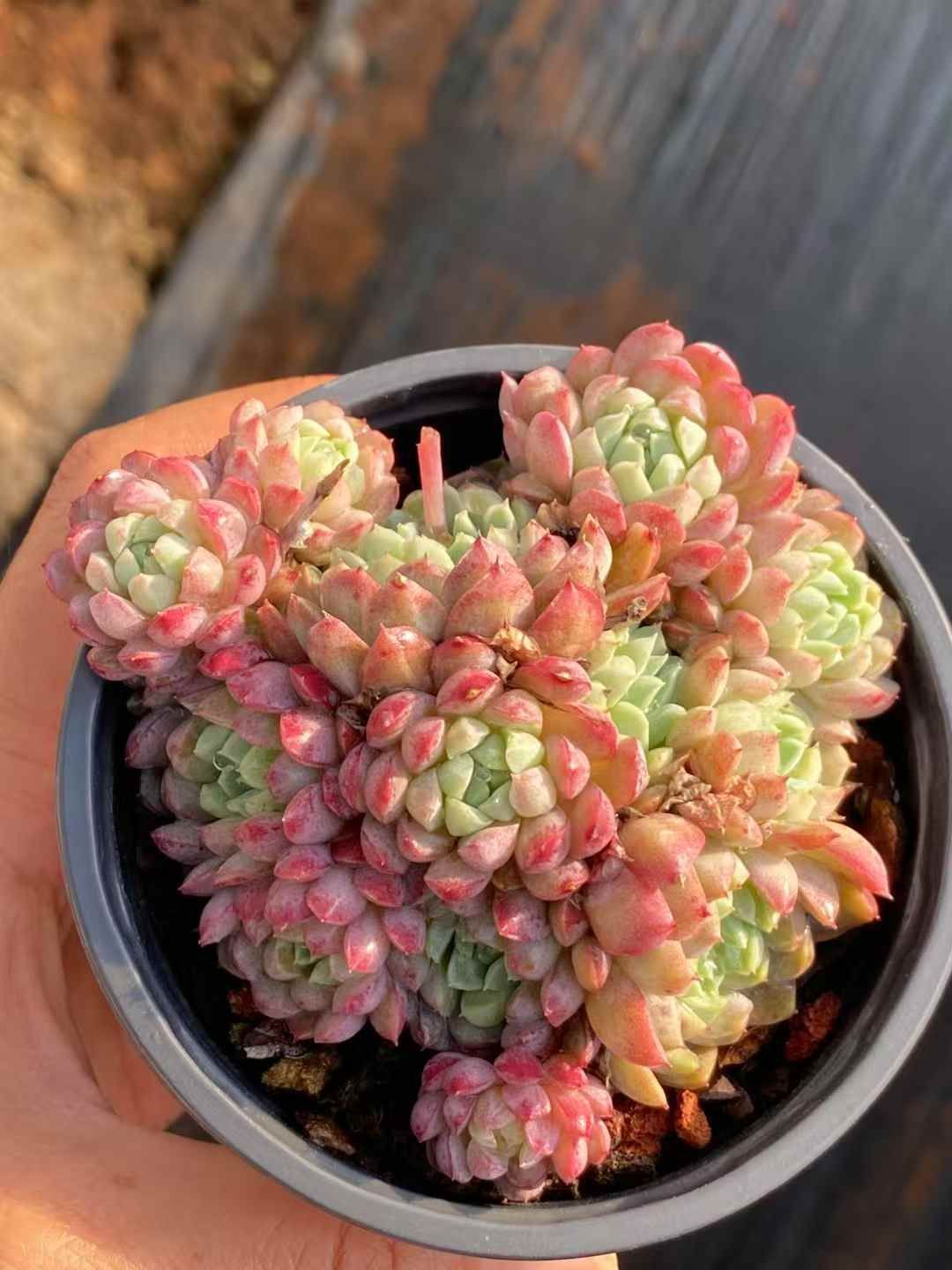 新規オープン記念 ラノリンボール×30株 多肉植物 エケベリア セダム