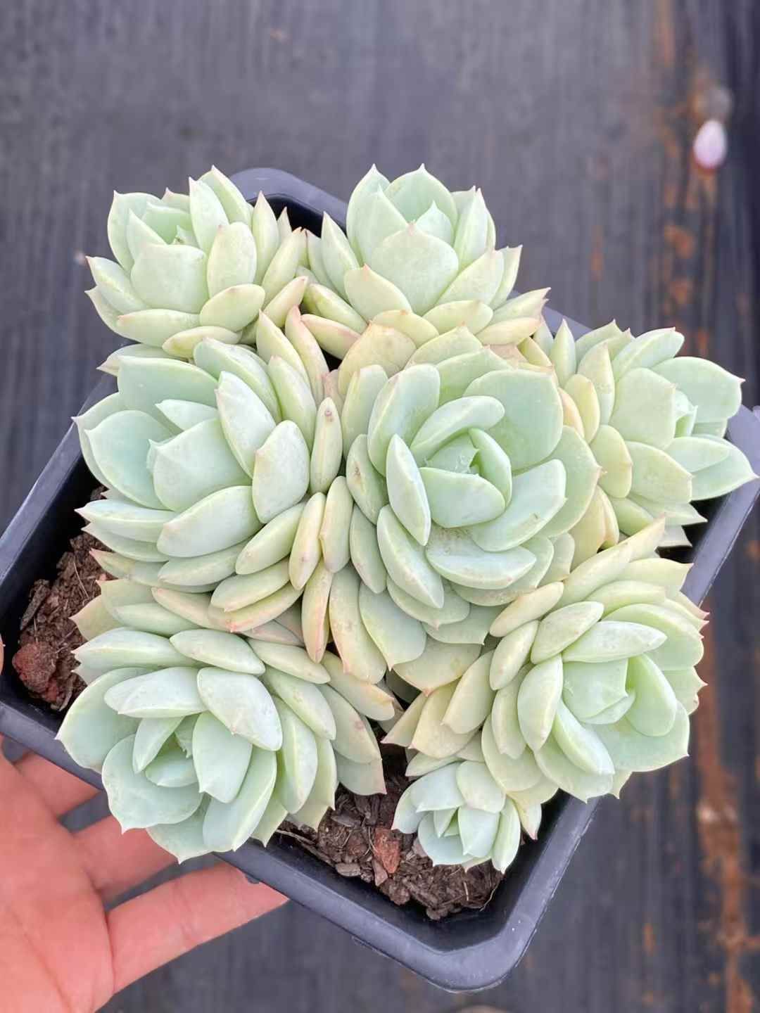 新規オープン記念 ピンクのローズ×30株 多肉植物 エケベリア セダム アエオニウム 韓国苗 寄せ植え 詰め合わせ QS 1046