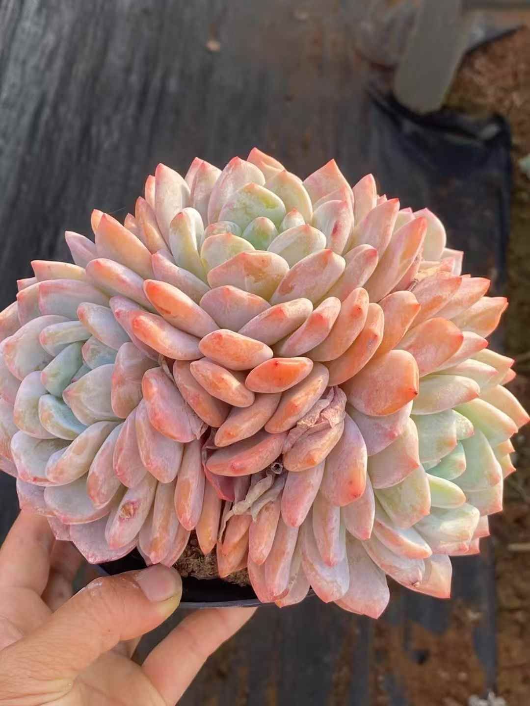 新規オープン記念 オレンジモンロー 15株 多肉植物 エケベリア セダム アエオニウム 韓国苗 寄せ植え 詰め合わせ QS 1053