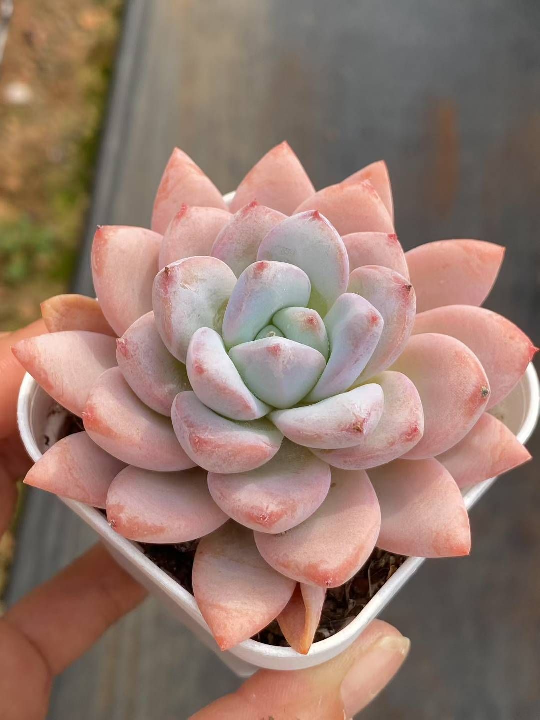 多肉植物　セダム　カリシア　50カット 多肉植物 セダム カリシア 50カット 多肉植物セダム 桜色カリシア50