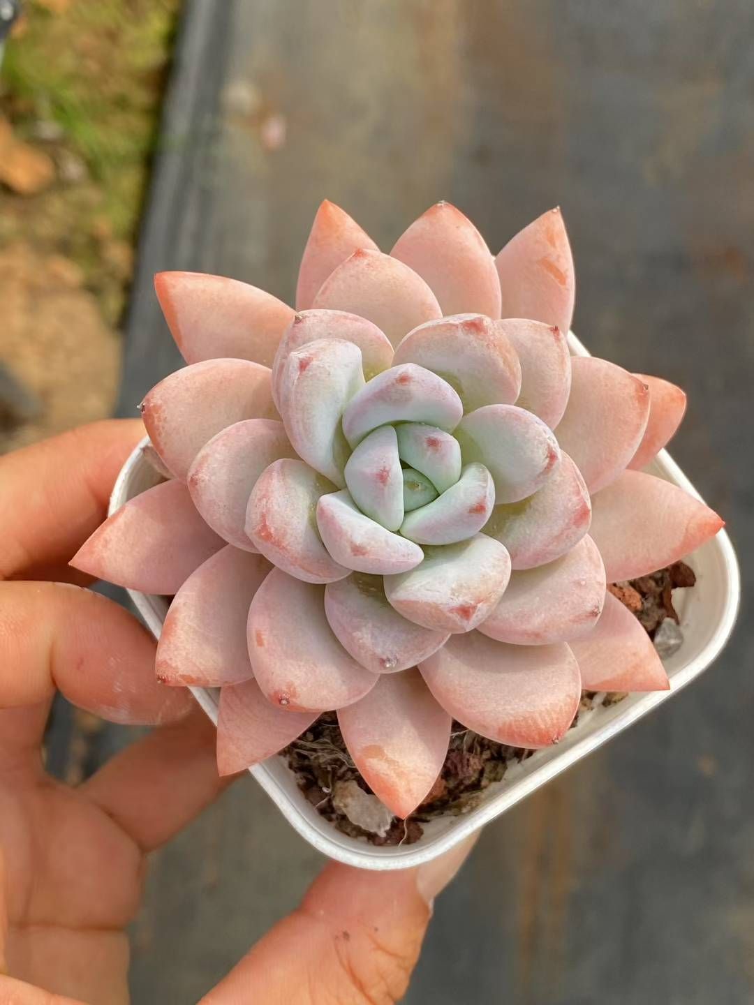 K*Z様 R19　15種類の土と根付き105苗セット　多肉　エケベリア　韓国苗 K*Z様 R19 15種類の土と根付き105苗セット 多肉 エケベリア 韓国苗 K*Z