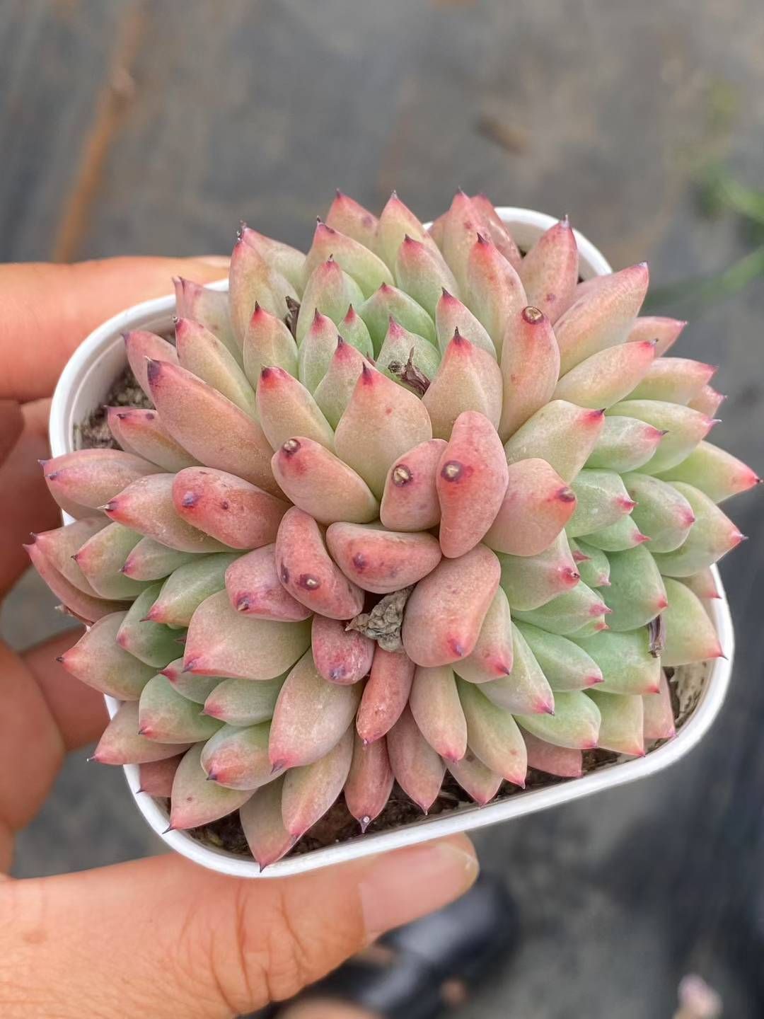 新規オープン記念 ラブリーローズ×50株 多肉植物 エケベリア セダム アエオニウム 韓国苗 寄せ植え 詰め合わせ QS 1057