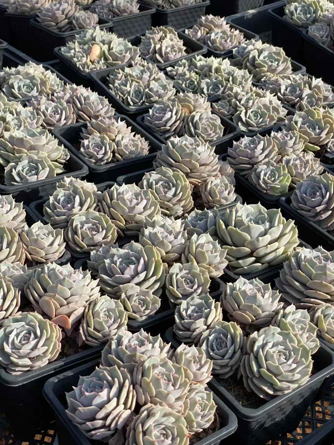 新規オープン記念 ルナレン×30株 多肉植物 エケベリア セダム