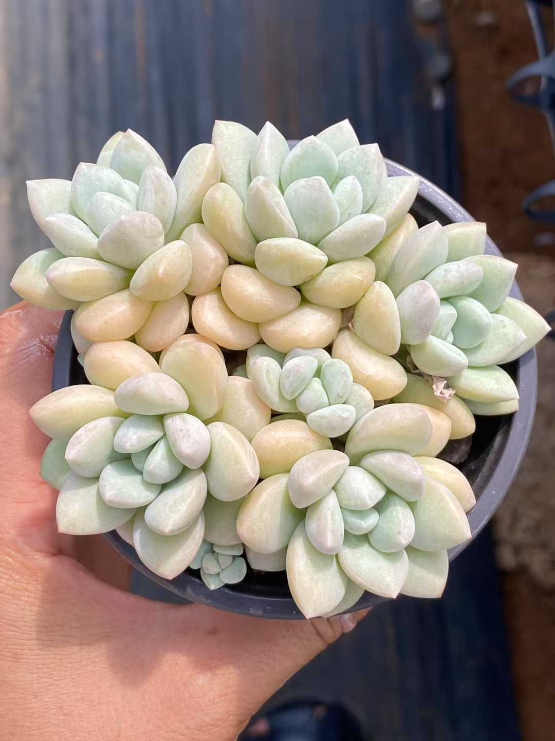 新規オープン記念 バブルガム 30株 多肉植物 エケベリア セダム アエオニウム 韓国苗 寄せ植え 詰め合わせ QS 1075