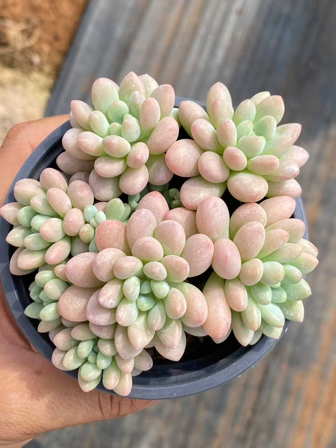 新規オープン記念 キャビア×30株 多肉植物 エケベリア セダム アエオニウム 韓国苗 寄せ植え 詰め合わせ QS 1077