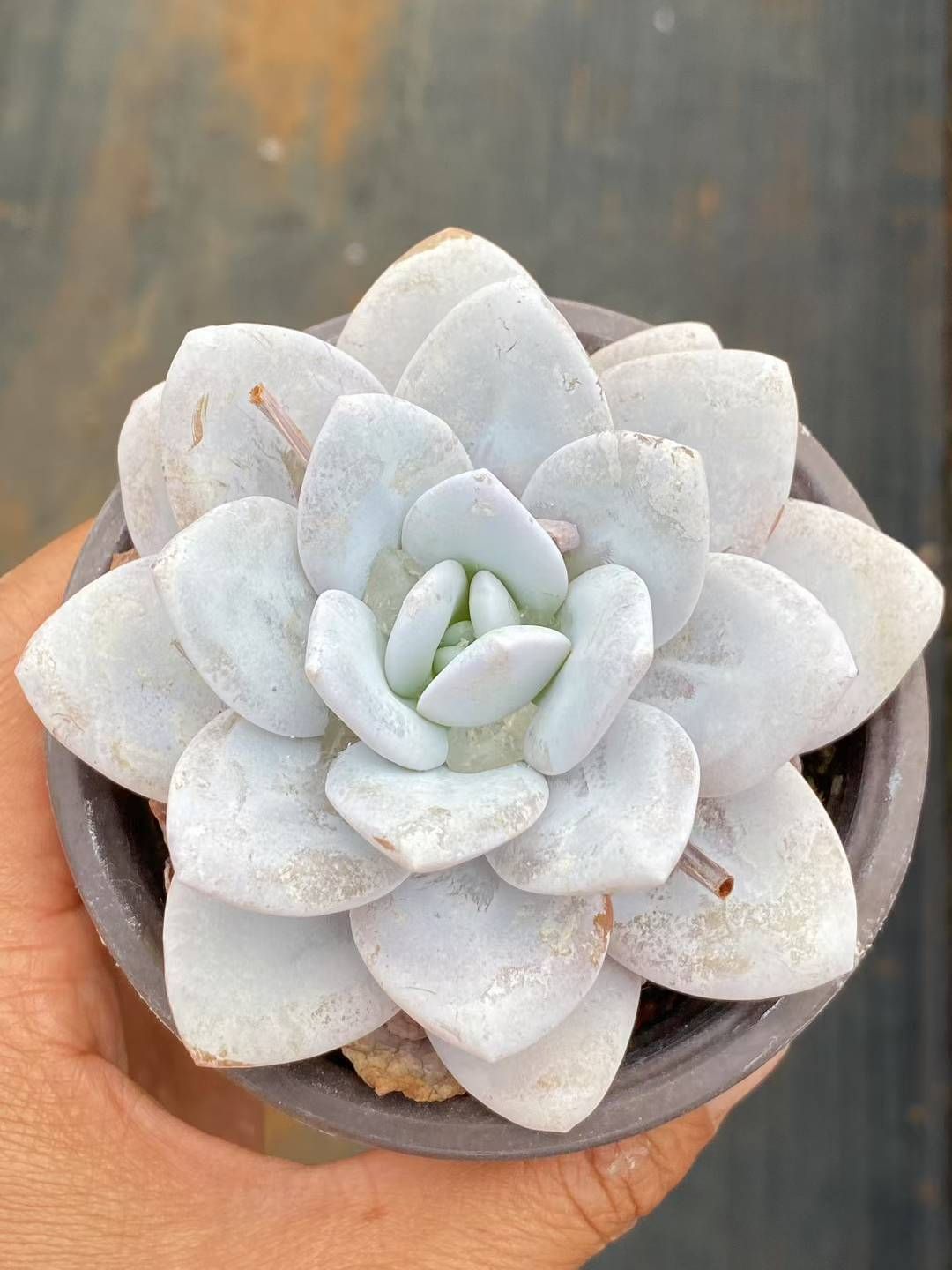 新規オープン記念 ホワイトロータス×30株 多肉植物 エケベリア セダム アエオニウム 韓国苗 寄せ植え 詰め合わせ QS 1083